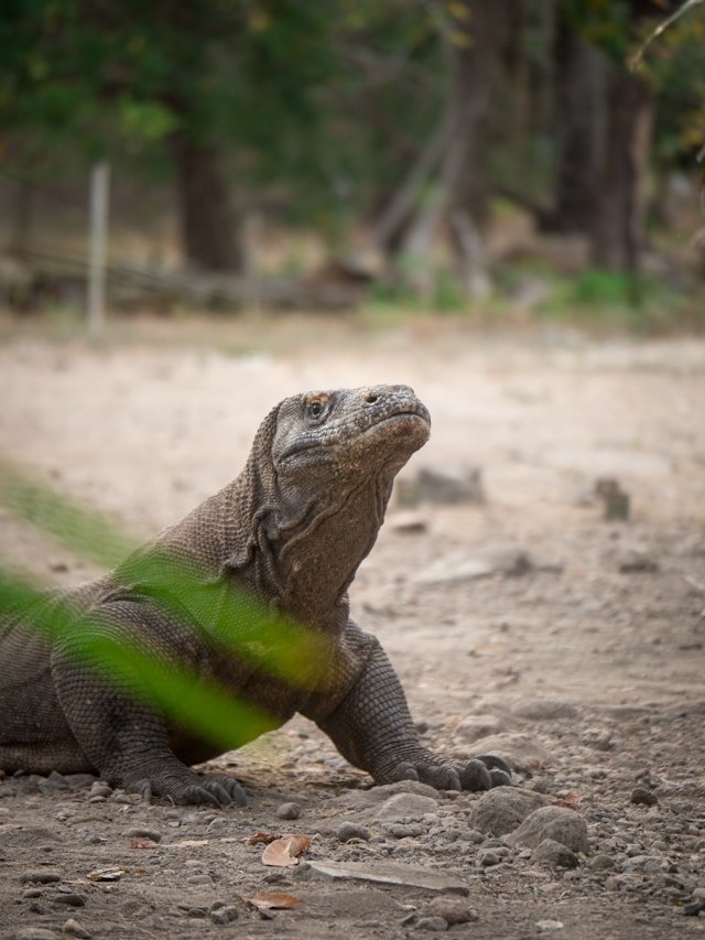 images/activitylocations/komodo-national-park.jpg